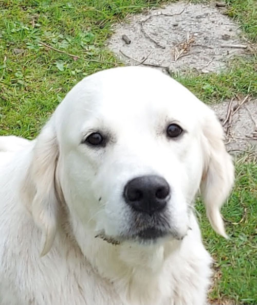 Ivory golden hot sale retrievers